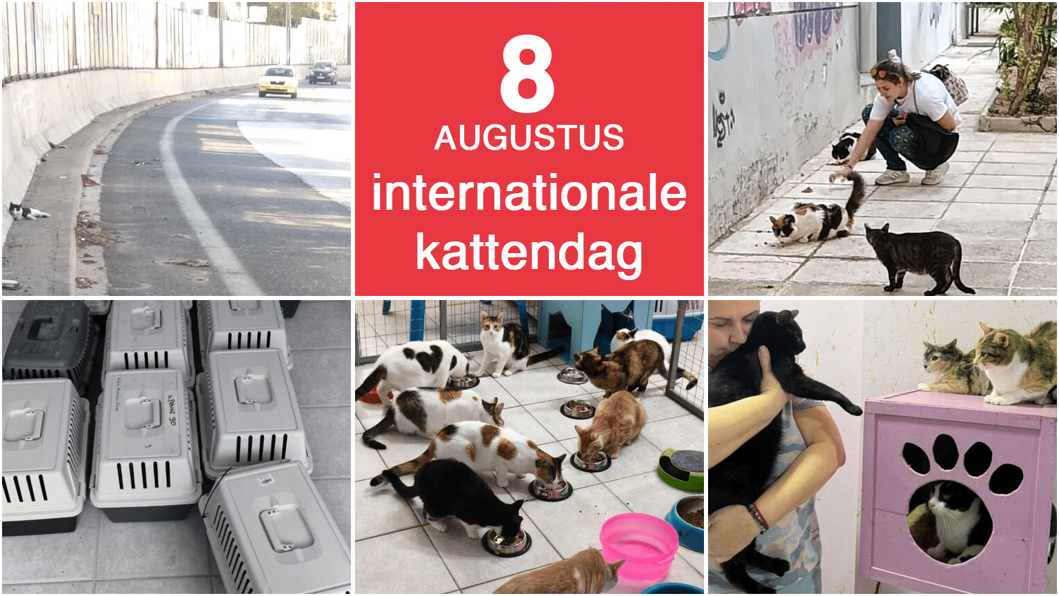 Collage promoting International Cat Day with a red center panel reading '8 AUGUSTUS internationale kattendag' surrounded by photos of cats in urban streets, shelters, and with people nearby.
