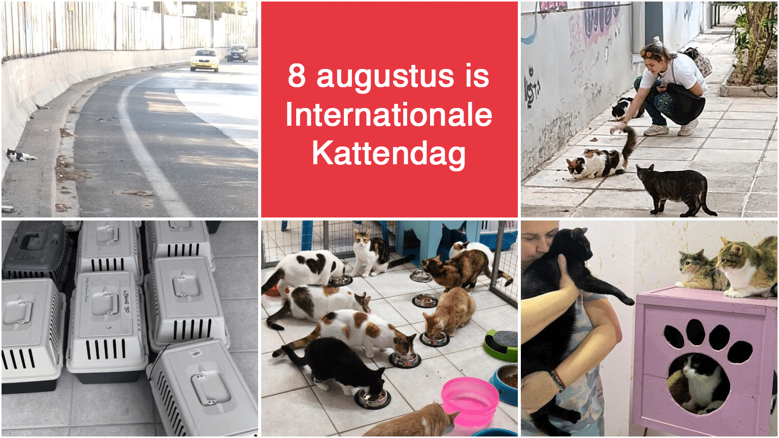 Center red banner reads '8 augustus is Internationale Kattendag' surrounded by cat photos in a collage, conveying a feline day theme.