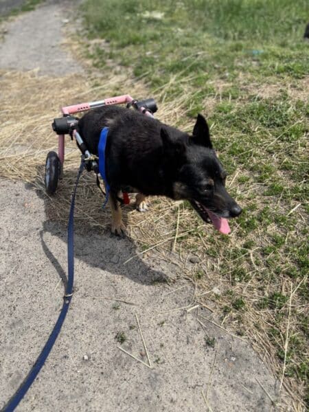 Black dog in a pink two-wheeled mobility cart with a blue harness walking on a dirt path outdoors