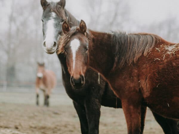Close-up of a brown horse with a white blaze on its face, standing in a paddock with hay in its mane