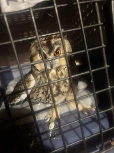 Owl inside a metal cage with bright orange eyes staring forward.