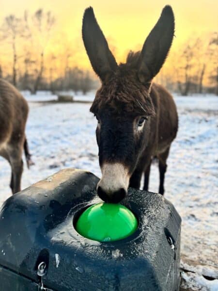 Close-up of a brown donkey with tall ears sniffing a bright green ball in a black puzzle feeder outdoors in a snowy field at sunset.