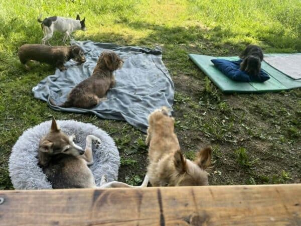 Group of small dogs relaxing outdoors on blankets in a grassy yard.