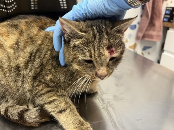 Calico cat with a visible eye injury being held by a vet wearing blue gloves at a clinic.