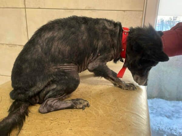 Small black dog with a red collar sits on a beige bench, looking down with a tired posture.