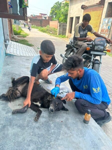 A man in a blue shirt treats an injured black dog lying on a concrete surface as a boy watches nearby; a motorcycle is parked in the background.