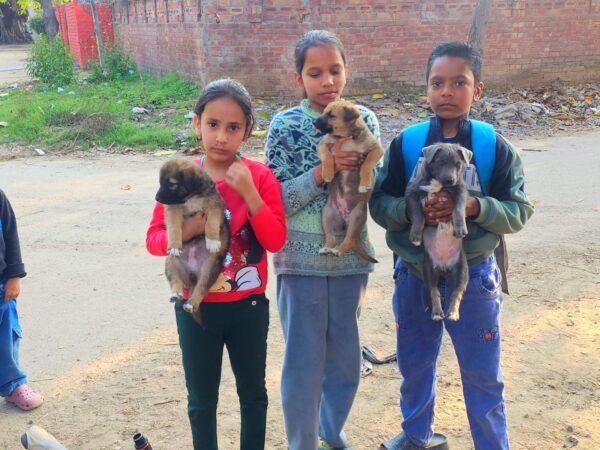 Three children stand on a dirt road, each holding a small puppy in front of a brick wall.