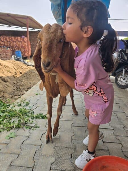A young girl in a pink outfit kisses a brown goat on the head while standing on a brick-paved outdoor path.