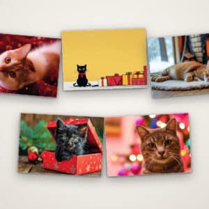 Kerstkaarten 2026 - Katten